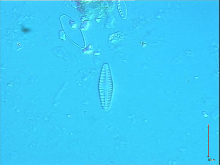 Chamaepinnularia evanida, (Hustedt) Lange-Bertalot, 1996 | Sandre 